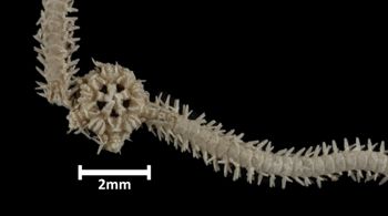 Media type: image;   Invertebrate Zoology OPH-1405 Description: Top down view of single ophiuroid specimen with a scale bar.;  Aspect: dorsal